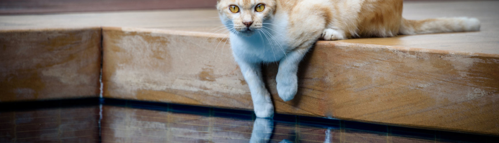 Por qué los gatos tienen miedo al agua (iStock).