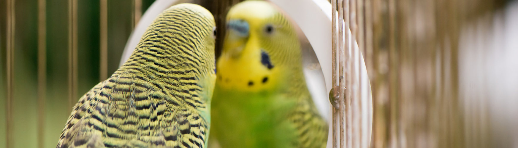 Por qué los pájaros juegan con los espejos (iStock).