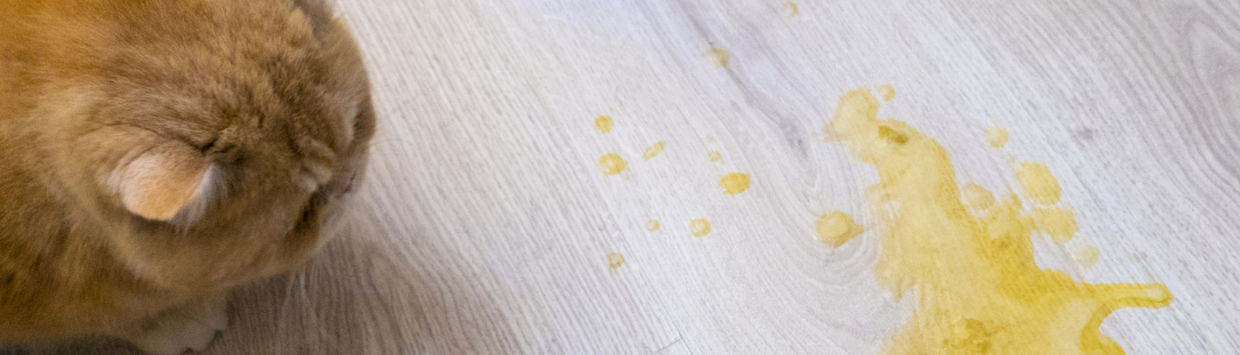 Los vómitos son uno de los síntomas más evidentes de problemas estomacales en gatos (iStock).