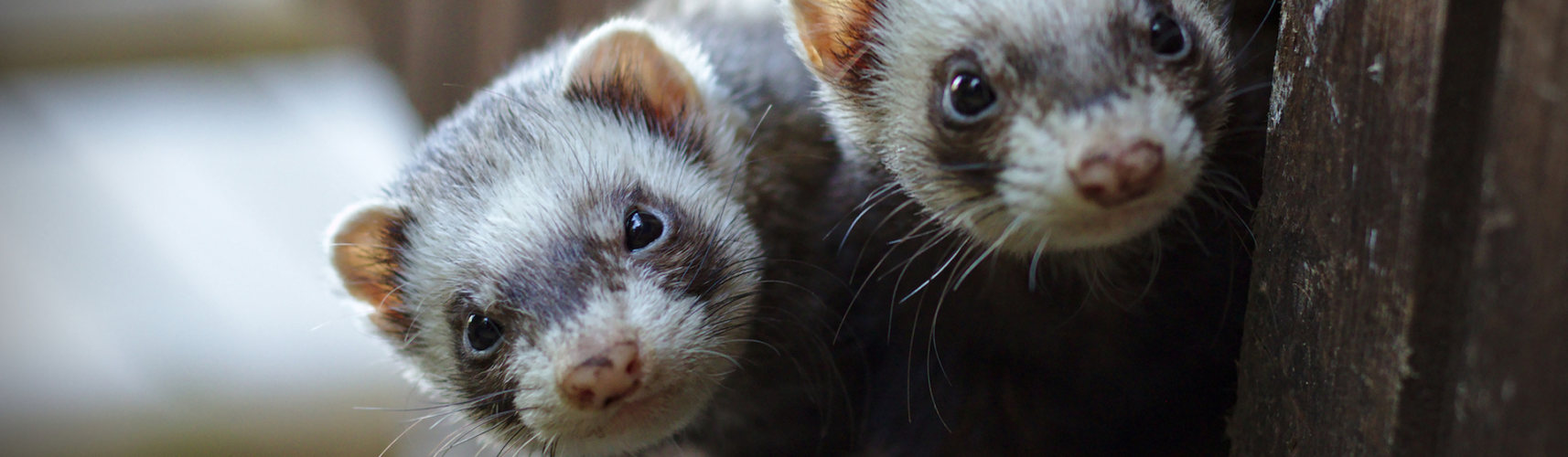 Los hurones son animales domésticos de carácter entrañable (iStock).