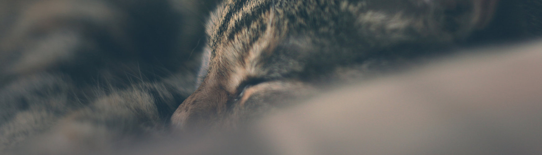 5 razones por las que tu gato duerme contigo (iStock).