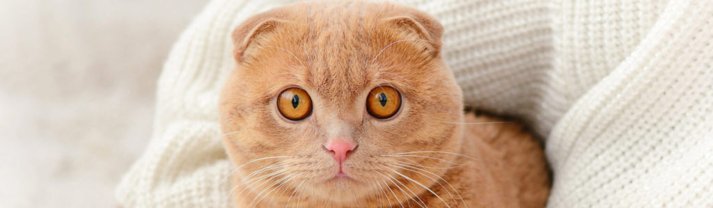 Algunos gatos tienen las orejas un tanto extraña y es una de sus peculiaridades físicas más evidentes (iStock).