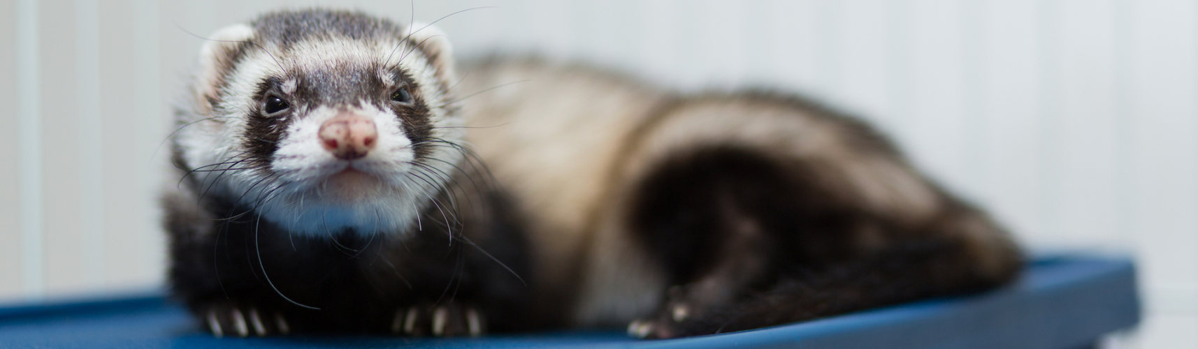 Los hurones deben llevar una dieta acorde a sus características (iStock).