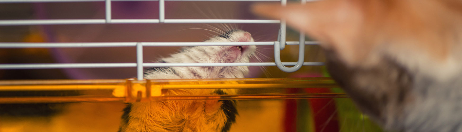 Estos roedores pueden ponerse especialmente nerviosos y poder los barrotes de la jaula (iStock).