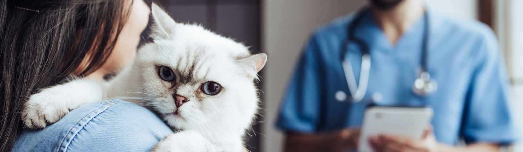 Si consideras que tu gatito está enfermo, llévalo al veterinario (iStock).