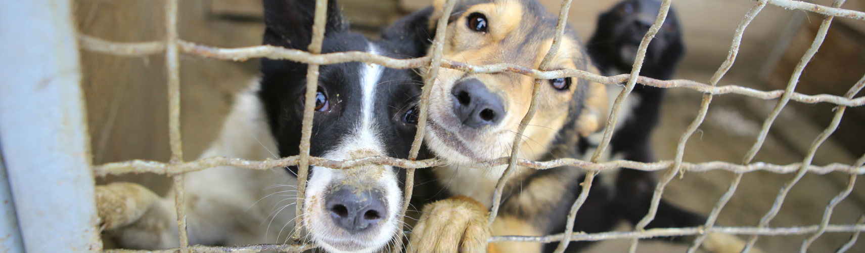 Qué es la tos de la perrera y cómo tratarla (Foto: iStock)