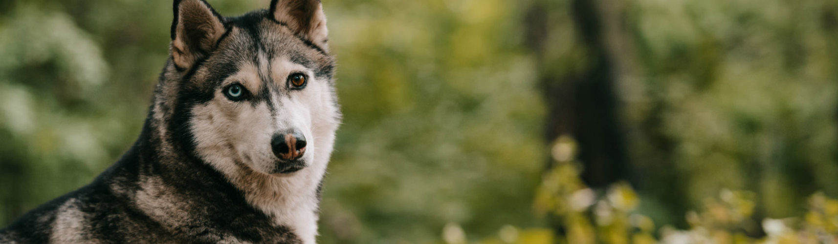 pueden un alopekis y un husky de alaska ser amigos