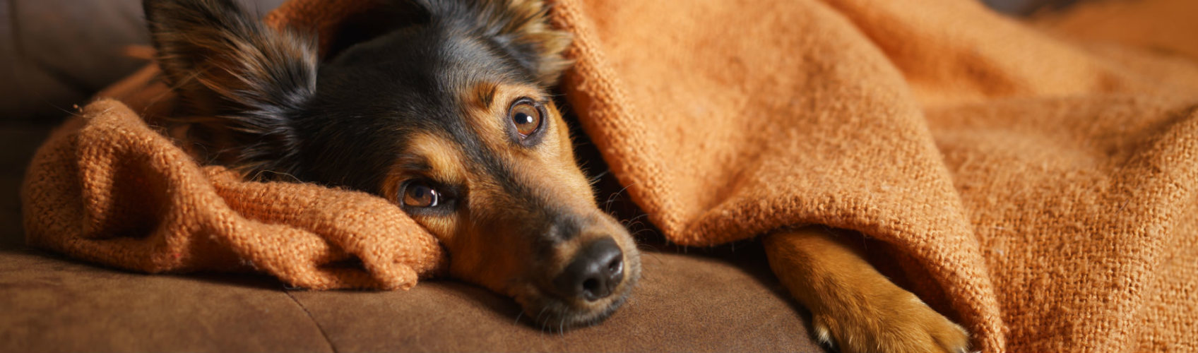 Cómo puedes saber si tiene depresión tu mascota(Foto: iStock)