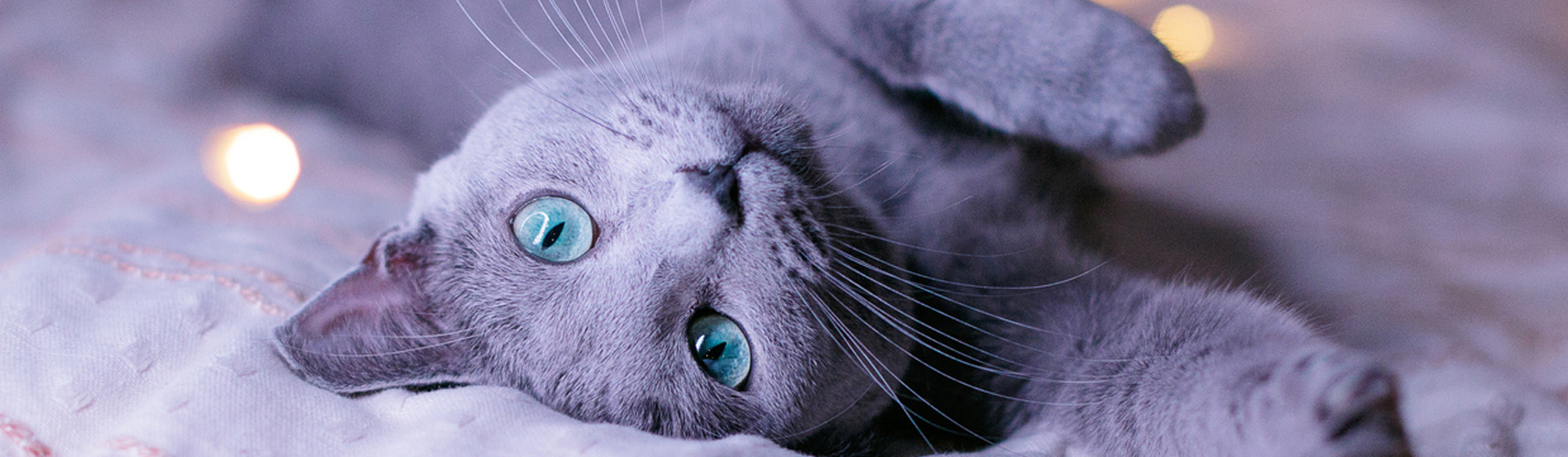 5 razas de gato que no dan alergia (Istock).