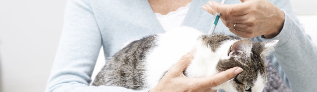 Los animales suelen generar parásitos tanto internos como externos a lo largo de toda su vida (iStock).