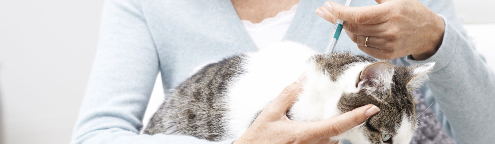 Los animales suelen generar parásitos tanto internos como externos a lo largo de toda su vida (iStock).