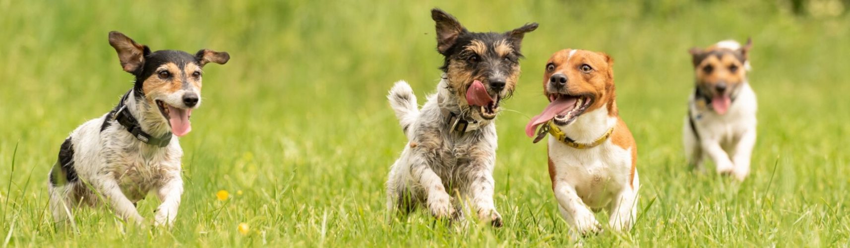 Los perros sudan: ¿mito o realidad? (Istock)