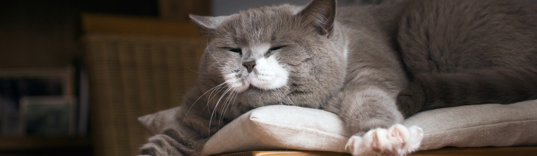 ¿Por qué los gatos amasan? Descubre la verdad (iStock).