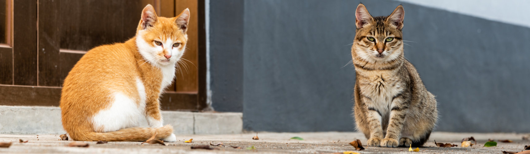 El celo de los gatos y la capacidad reproductiva de las gatas disminuye en torno a los 12 años de edad (iStock).