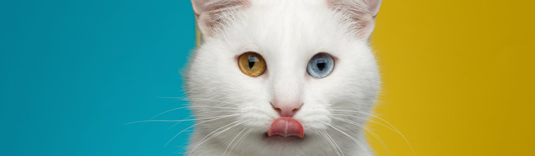 La heterocromía es un fenómeno por el cual los gatos tienen ojos de diferente color (iStock).