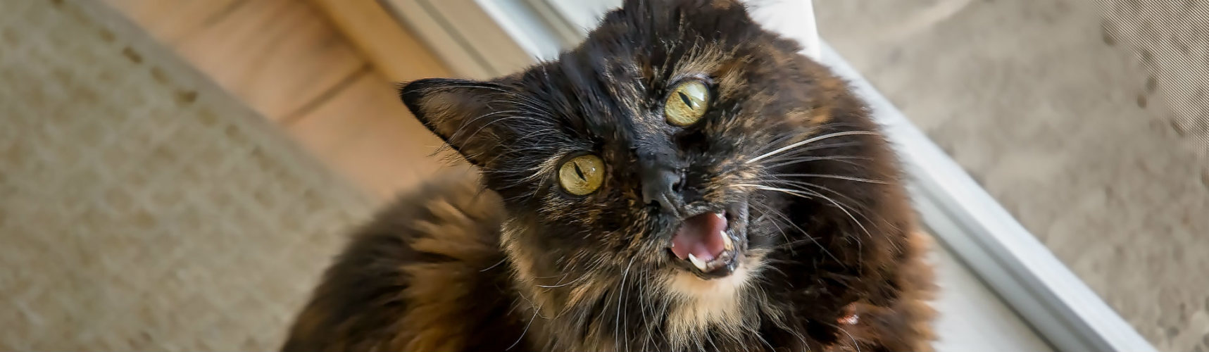 ¿Por qué lloran los gatos? (Foto: iStock)