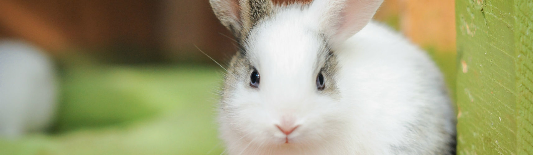 ¿Por qué tiemblan los conejos? Descubre las razones (Foto: iStock)