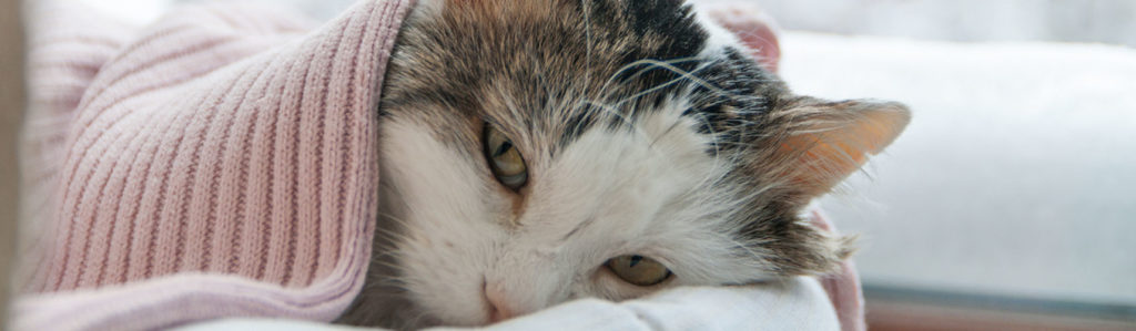 5 señales que indican que tu gato se siente solo (Istock).