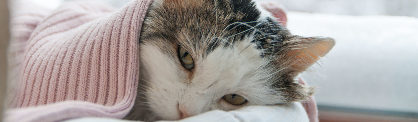 5 señales que indican que tu gato se siente solo (Istock).