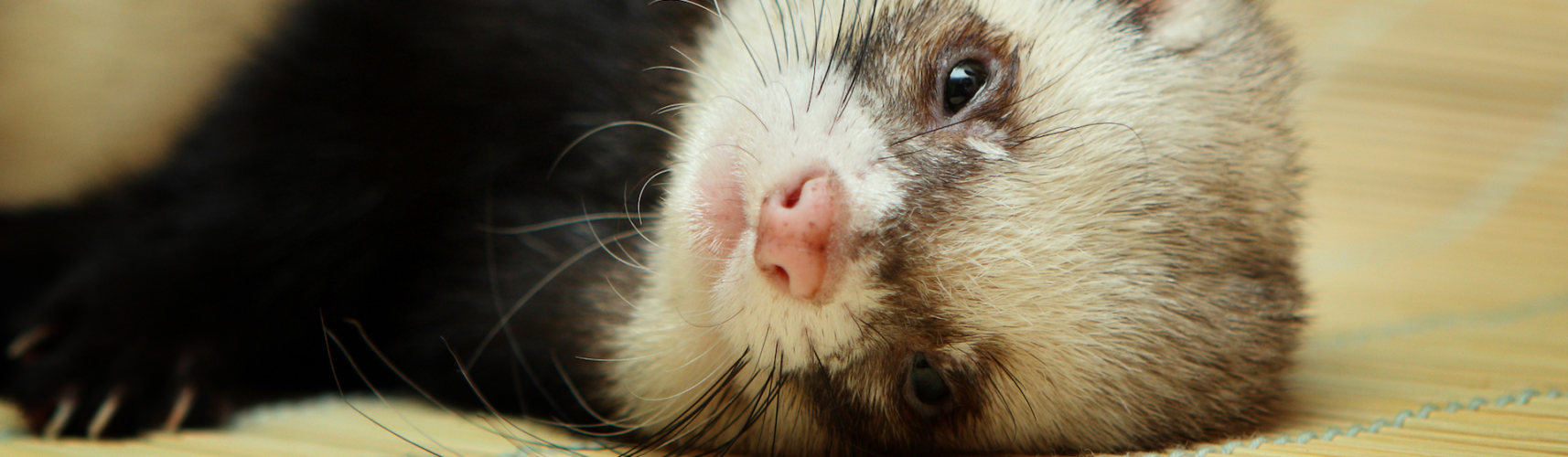 Cuidado si a tu hurón se le está cayendo el pelo (iStock).