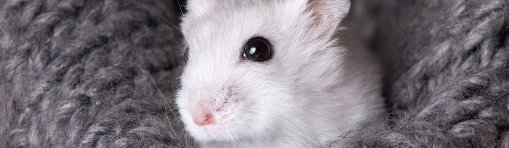 Los hámsters son escurridizos y antes o después terminan escapándose (iStock).