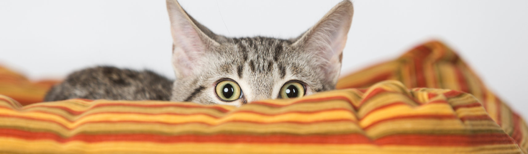 Los gatos llegan a asustarse con gran facilidad (iStock).