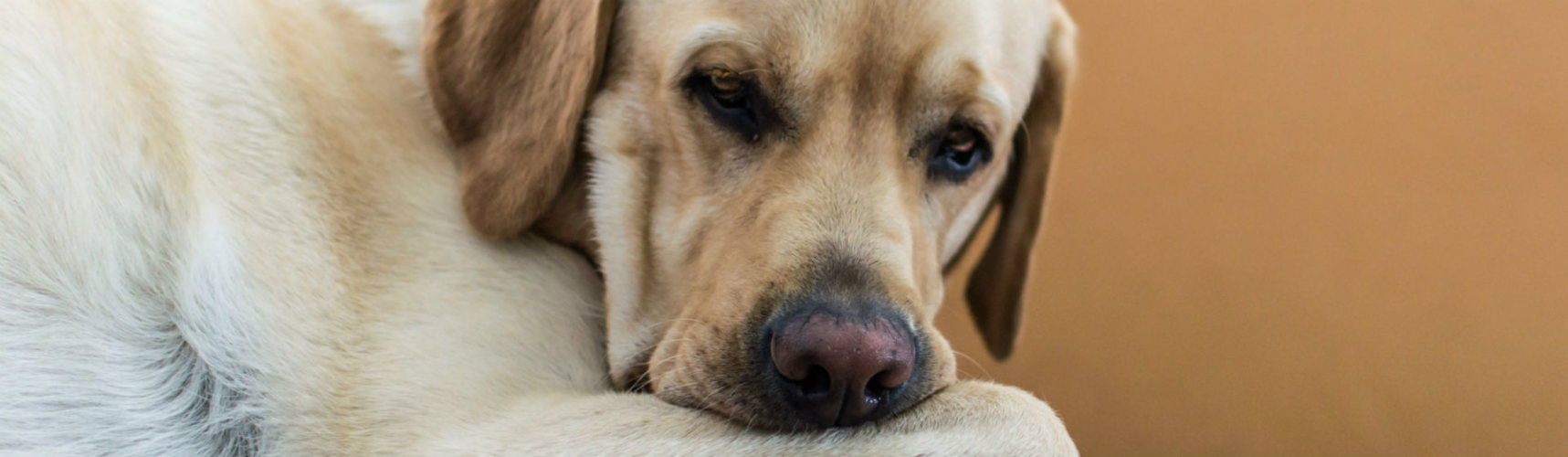 El dolor de cabeza de los perros (Foto: iStock)