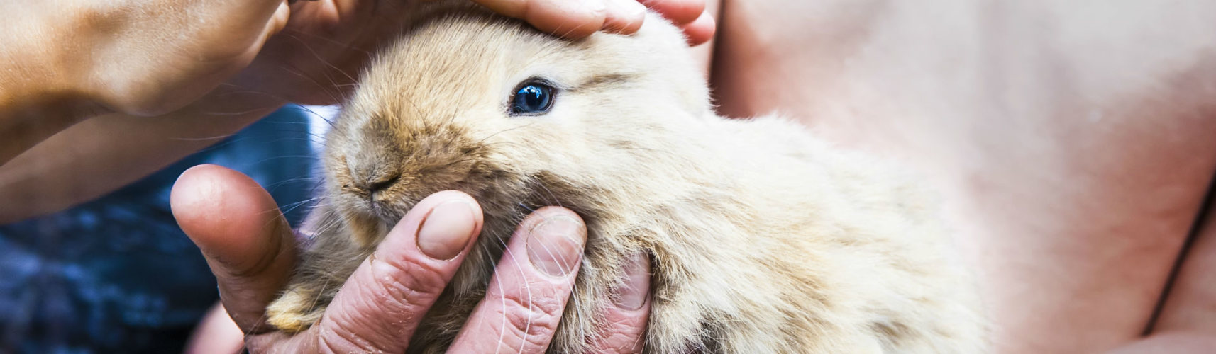 Cómo adiestrar a tu conejo en 4 pasos (Foto: iStock)