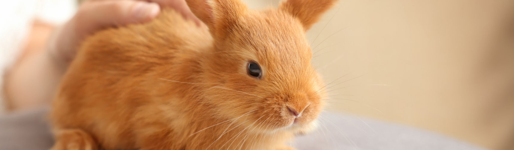 Los conejos emiten unos ruidos peculiares cuando están en calma al igual que si se alteran (iStock).