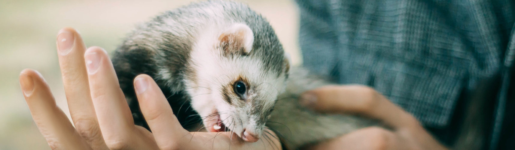 Si te muerde es importante que sigas varias indicaciones para adiestrar a tu hurón en ese mal comportamiento (iStock).