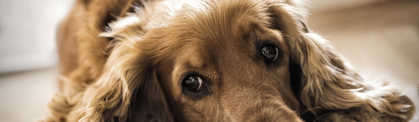 Cómo identifica tu perro a las personas tóxicas (Istock)