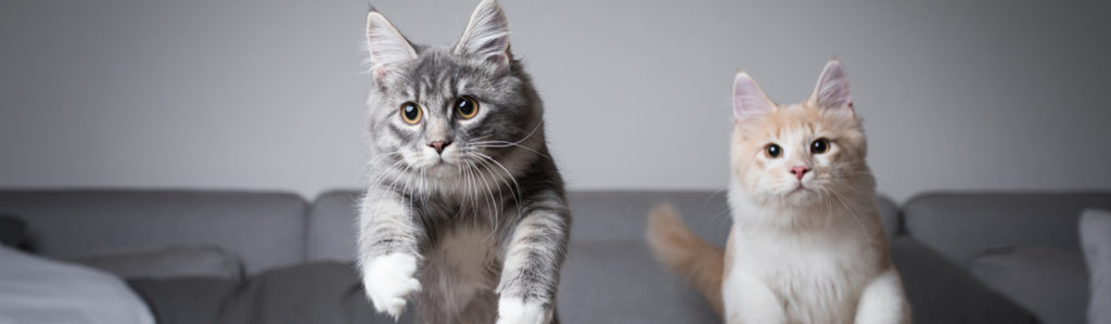 Cómo juntar dos gatos en la misma casa (Istock)