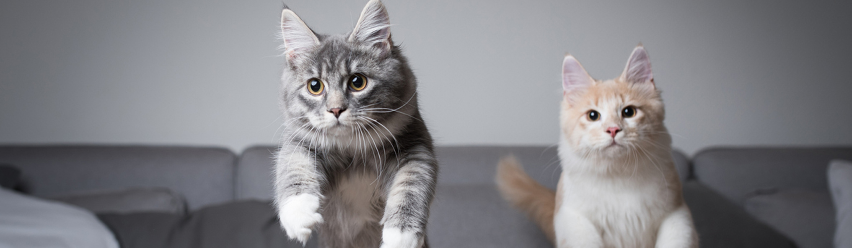 Cómo juntar dos gatos en la misma casa (Istock)