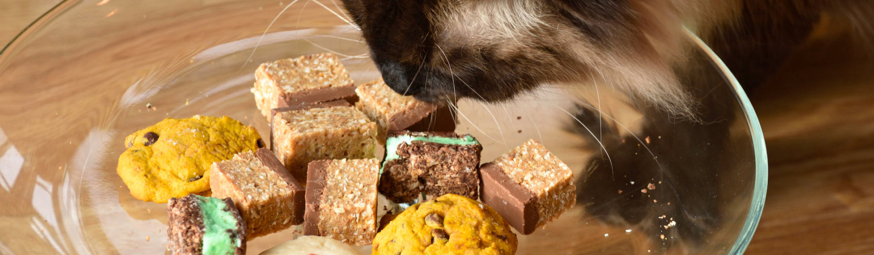 El chocolate puede resultar tóxico para tu gato (iStock).