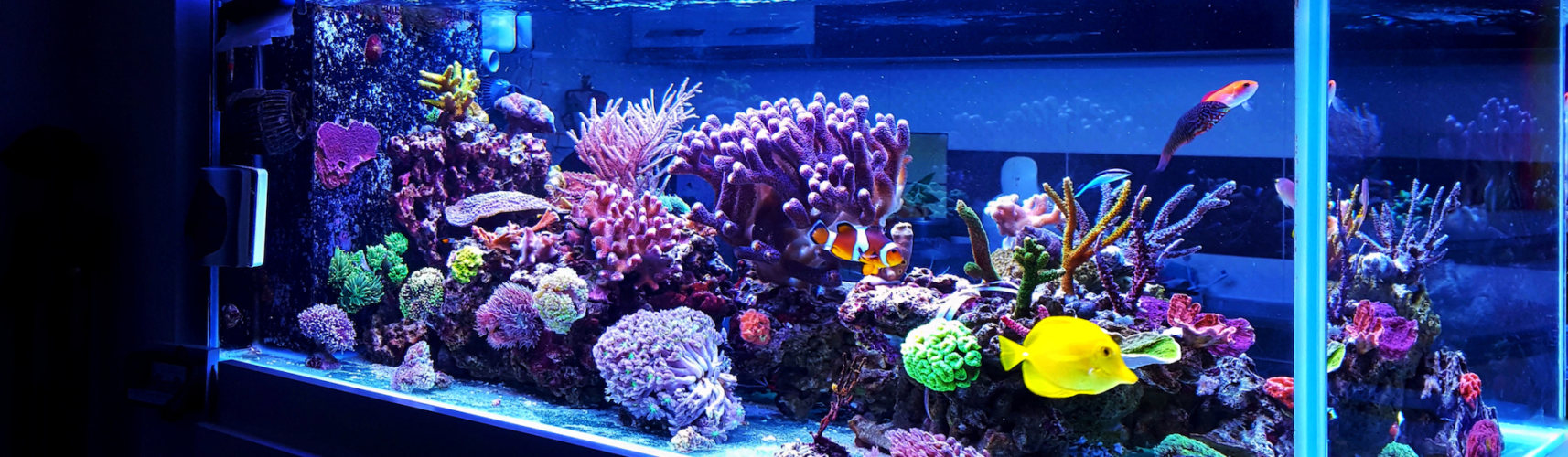 El acuario es lo último que debe trasladarse a la nueva casa (iStock).