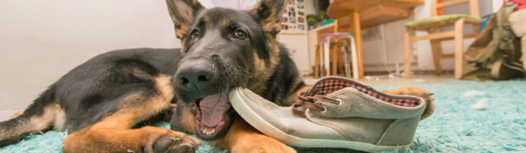 Si tu mascota se divierte con tus zapatillas, mucho ojo y toma nota de cómo evitar esta práctica (iStock).