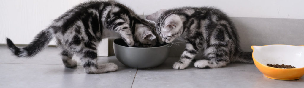 Los gatos que beben en exceso pueden presentar ciertas patologías (iStock).