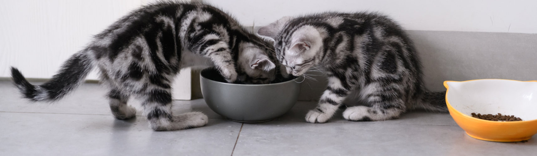 Los gatos que beben en exceso pueden presentar ciertas patologías (iStock).