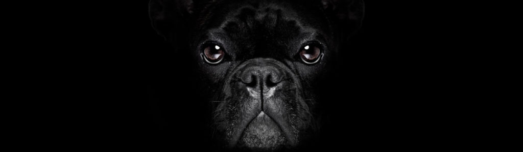 La cinofobia es un miedo irracional hacia los perros (iStock).