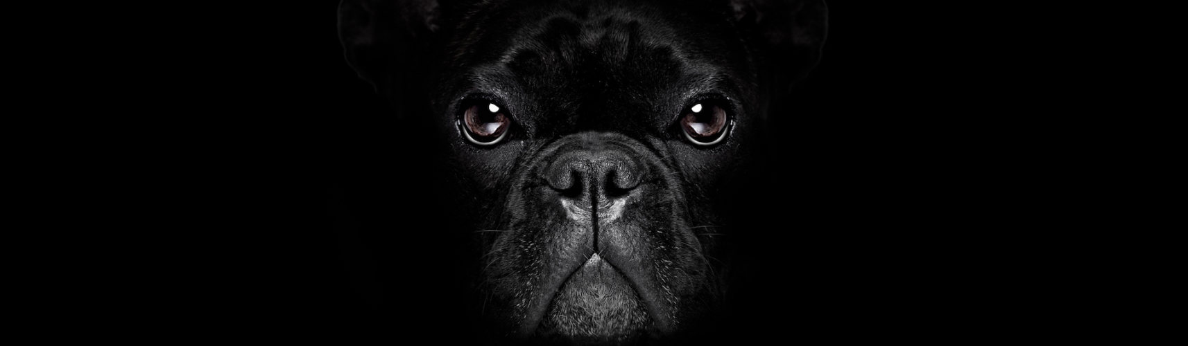 La cinofobia es un miedo irracional hacia los perros (iStock).