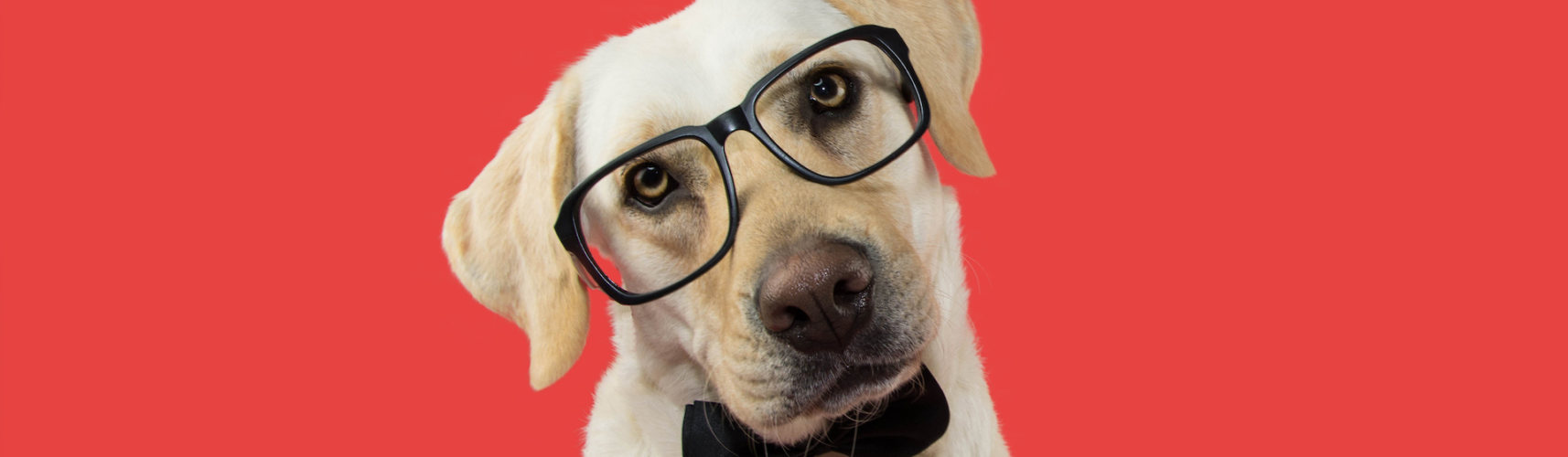 El motivo por el que los perros inclinan la cabeza (iStock).