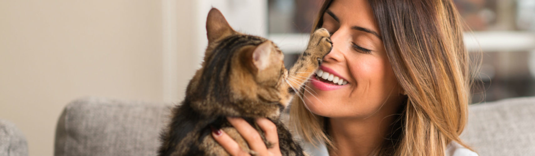 Las 10 razas de gato más cariñosas que te encantarán (Foto: iStock)