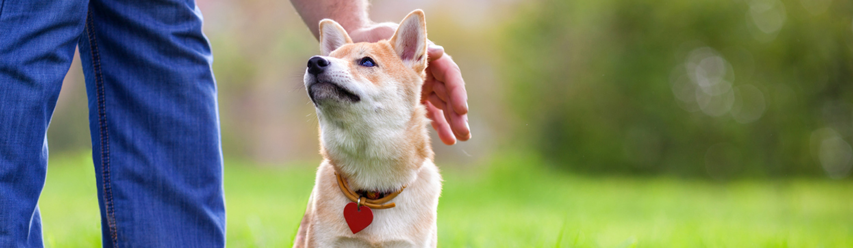 ¿Cuántas palabras pueden llegar a entender los perros? (Istock)