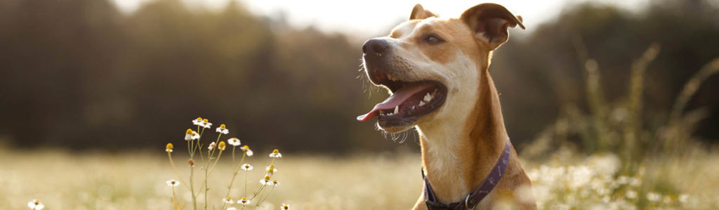 Cómo pueden saber los perros la hora (Istock)