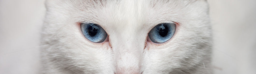 Gatos blancos de ojos azules