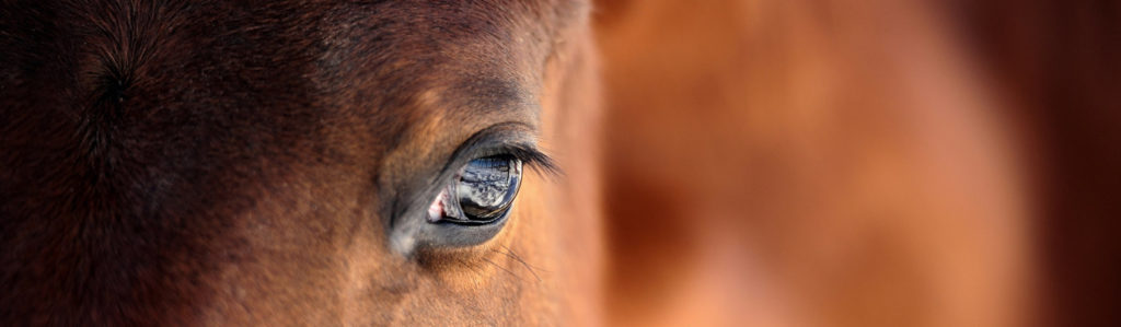 Los ojos de los caballos transmiten mucha emoción y sentimiento (iStock).