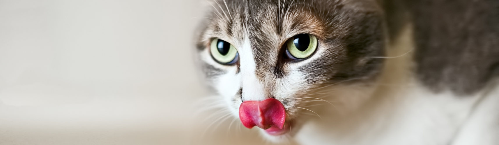 Todo lo que debes saber sobre el sentido del gusto de los gatos (iStock).