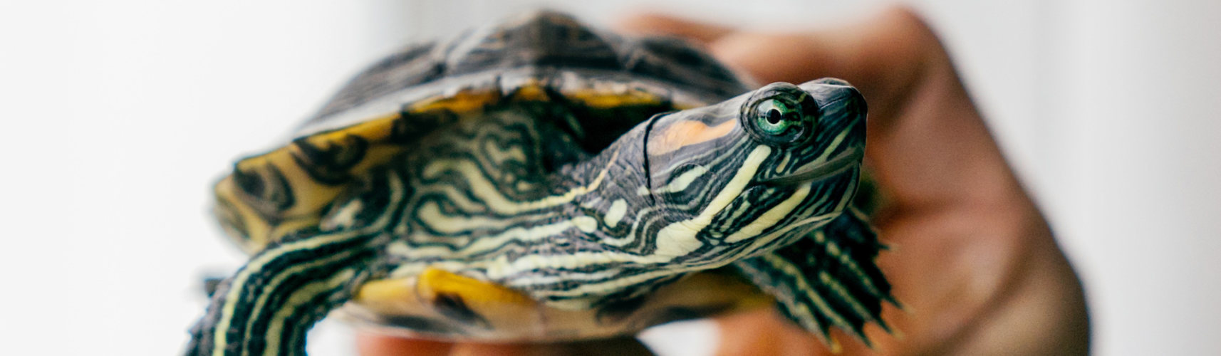 Estos animales son muy sensitivos y captan sonidos y vibraciones a través del oído (iStock).