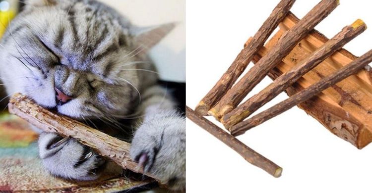 Limpieza de dientes pura hierba gatera (Aliexpress)