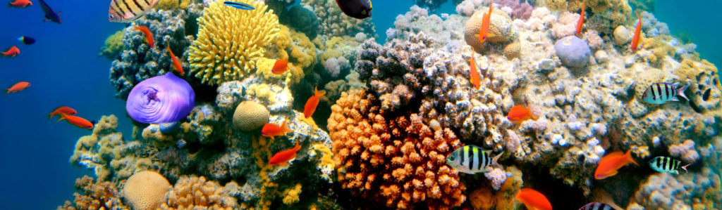 Los 5 tipos de peces más coloridos que te encantarán (iStock).